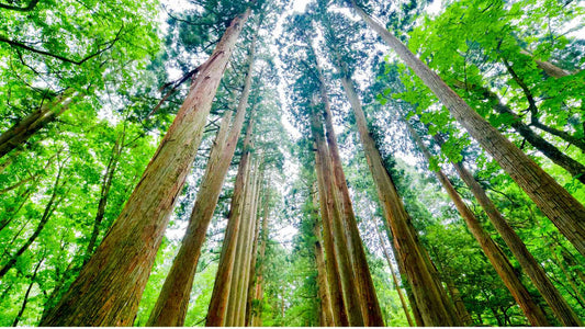 Why is Cedar Used in Saunas?